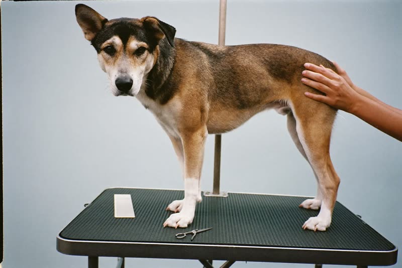 A dog standing calmly on a grooming table being handled