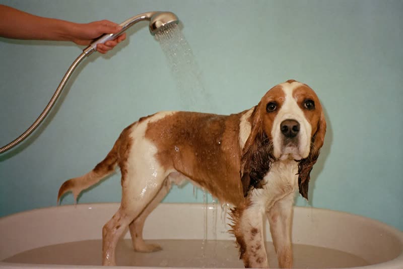 A spaniel being rinsed in a grooming tub