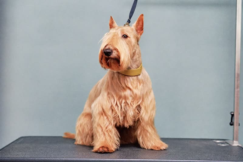 A freshly groomed terrier sitting neatly after its appointment