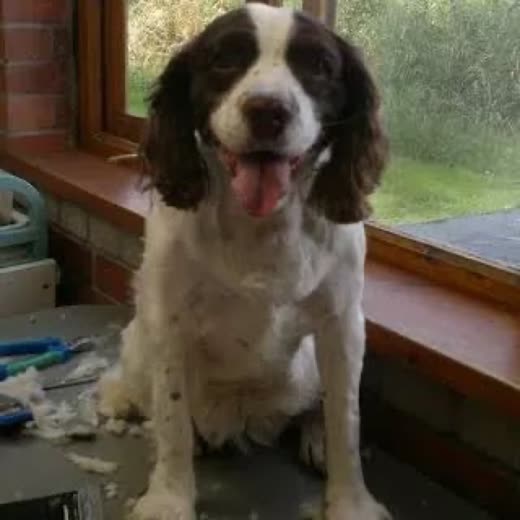 A brown-and-white springer spaniel sitting freshly groomed on a grooming table beside a window