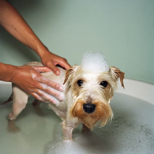 A small dog being bathed and lathered during a mobile grooming appointment