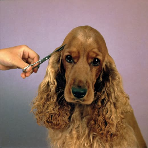 A spaniel's ear and face being trimmed with grooming scissors