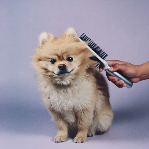 A small fluffy dog being brushed and dried after a wash
